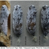 carch alceae pupa7 volg11